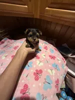Bitsy, a female Yorkshire Terrier for sale in Alvord, IA – 2 of 7