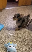 Duke, a male Yorkshire Terrier for sale in Alvord, IA – 3 of 5