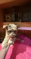 Ariel, a female Yorkshire Terrier for sale in Alvord, IA – 5 of 8