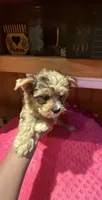 Ariel, a female Yorkshire Terrier for sale in Alvord, IA – 8 of 8