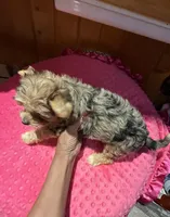 Ariel, a female Yorkshire Terrier for sale in Alvord, IA – 7 of 8