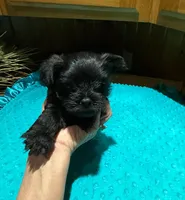 Buttons , a male Yorkshire Terrier for sale in Alvord, IA – Photo 4 of 6