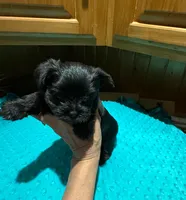 Buttons , a male Yorkshire Terrier for sale in Alvord, IA – Photo 2 of 6