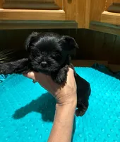 Buttons , a male Yorkshire Terrier for sale in Alvord, IA – Photo 3 of 6
