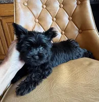 Buttons , a male Yorkshire Terrier for sale in Alvord, IA – 6 of 8