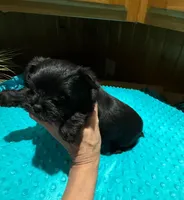 Buttons , a male Yorkshire Terrier for sale in Alvord, IA – Photo 6 of 6