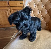 Buttons , a male Yorkshire Terrier for sale in Alvord, IA – 2 of 8