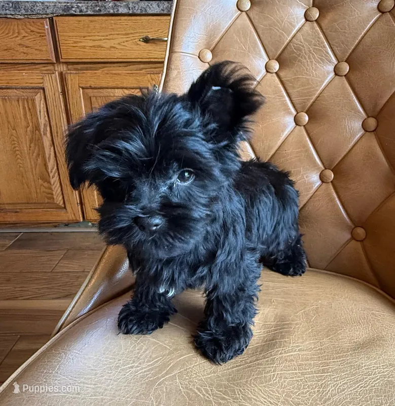 Buttons  – Yorkshire Terrier puppy for sale in Alvord, IA