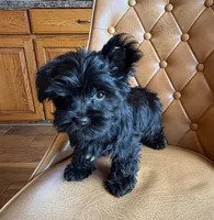 Buttons , a male Yorkshire Terrier for sale in Alvord, IA – 1 of 8