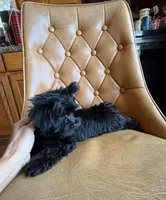 Buttons , a male Yorkshire Terrier for sale in Alvord, IA – 8 of 8