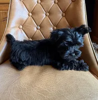 Buttons , a male Yorkshire Terrier for sale in Alvord, IA – 4 of 8