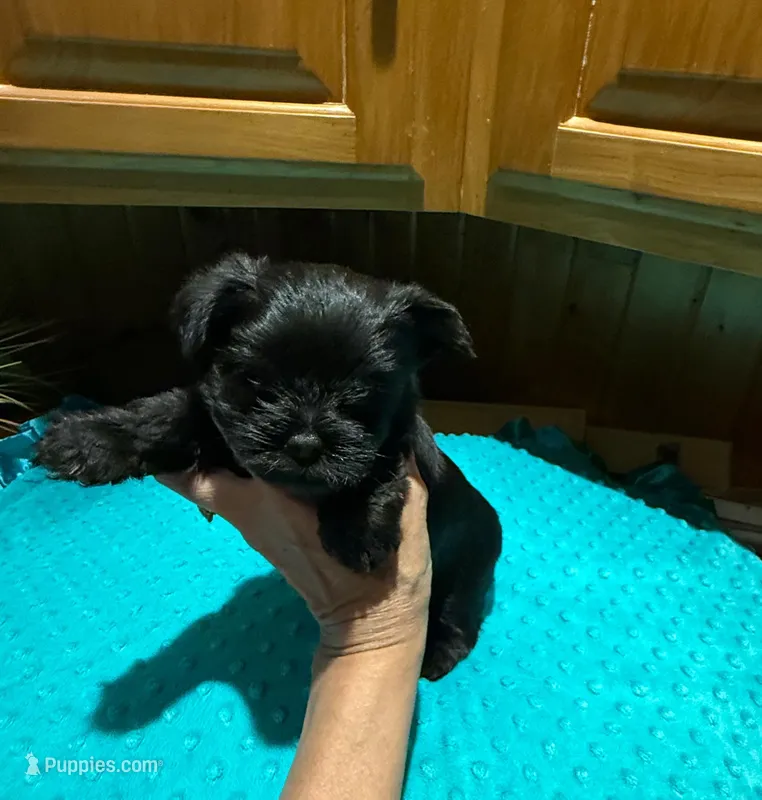 Buttons  – Yorkshire Terrier puppy for sale in Alvord, IA