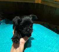 Buttons , a male Yorkshire Terrier for sale in Alvord, IA – Photo 5 of 6
