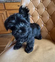 Buttons , a male Yorkshire Terrier for sale in Alvord, IA – 3 of 8