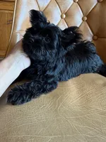 Buttons , a male Yorkshire Terrier for sale in Alvord, IA – 5 of 8