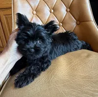 Buttons , a male Yorkshire Terrier for sale in Alvord, IA – 7 of 8
