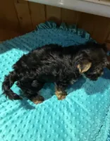 Mickey, a male Yorkshire Terrier for sale in Alvord, IA – 6 of 7