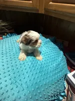 Harry, a male Yorkshire Terrier for sale in Alvord, IA – 4 of 8