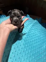 Bluey 2, a male Yorkshire Terrier for sale in Alvord, IA – 2 of 7