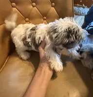 Dezi , a female Yorkshire Terrier for sale in Alvord, IA – 3 of 10