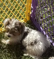 Daisy, a female Yorkshire Terrier for sale in Alvord, IA – 5 of 9