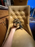 Max , a male Yorkshire Terrier for sale in Alvord, IA – 1 of 7