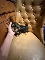 Chewy, a male Yorkshire Terrier for sale in Alvord, IA – 7 of 7