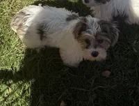 Daisy, a female Yorkshire Terrier for sale in Alvord, IA – 3 of 9