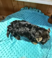 Mickey, a male Yorkshire Terrier for sale in Alvord, IA – 5 of 7