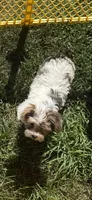 Daisy, a female Yorkshire Terrier for sale in Alvord, IA – 7 of 9