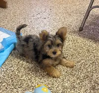 Duke, a male Yorkshire Terrier for sale in Alvord, IA – 1 of 5