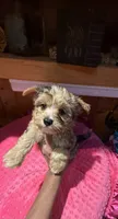 Ariel, a female Yorkshire Terrier for sale in Alvord, IA – 4 of 8