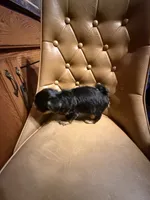 Chewy, a male Yorkshire Terrier for sale in Alvord, IA – 3 of 7