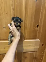 Gizmo, a male Yorkshire Terrier for sale in Alvord, IA – 6 of 6