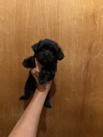 Midnight, a male Yorkshire Terrier for sale in Alvord, IA – 3 of 6