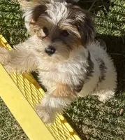 Daisy, a female Yorkshire Terrier for sale in Alvord, IA – 9 of 9