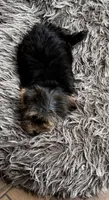 Bailey Jr, a female Yorkshire Terrier for sale in Alvord, IA – 6 of 10