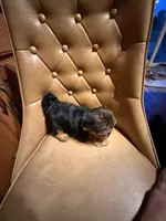 Max , a male Yorkshire Terrier for sale in Alvord, IA – 7 of 7