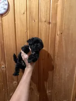 Midnight, a male Yorkshire Terrier for sale in Alvord, IA – 6 of 6