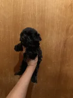 Midnight, a male Yorkshire Terrier for sale in Alvord, IA – 2 of 6