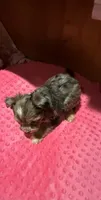 Denali, a female Yorkshire Terrier for sale in Alvord, IA – 6 of 10