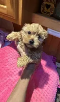 Goldie , a female Yorkshire Terrier for sale in Alvord, IA – 1 of 7