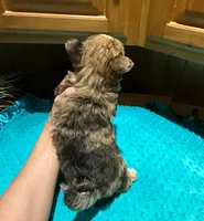 River, a male Yorkshire Terrier for sale in Alvord, IA – Photo 7 of 8