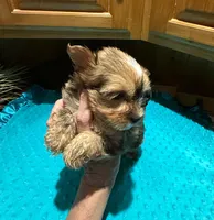 River, a male Yorkshire Terrier for sale in Alvord, IA – Photo 3 of 8