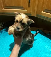 River, a male Yorkshire Terrier for sale in Alvord, IA – Photo 8 of 8