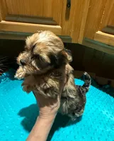 River, a male Yorkshire Terrier for sale in Alvord, IA – Photo 6 of 8