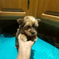 River, a male Yorkshire Terrier for sale in Alvord, IA – Photo 2 of 8
