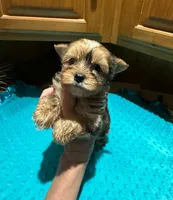 River, a male Yorkshire Terrier for sale in Alvord, IA – Photo 4 of 8