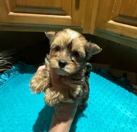 River, a male Yorkshire Terrier for sale in Alvord, IA – Photo 5 of 8