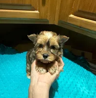 River, a male Yorkshire Terrier for sale in Alvord, IA – Photo 1 of 8